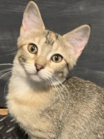 Madeleine, adopted