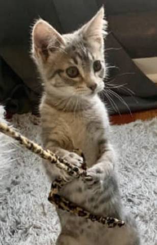 Maebelle, adopted