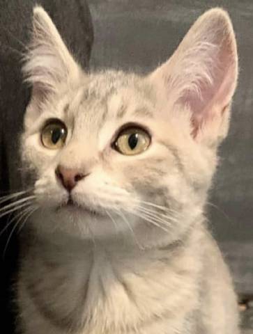 Matilda, adopted