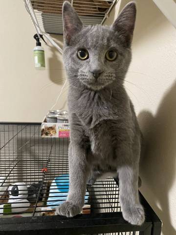Johnny, adopted