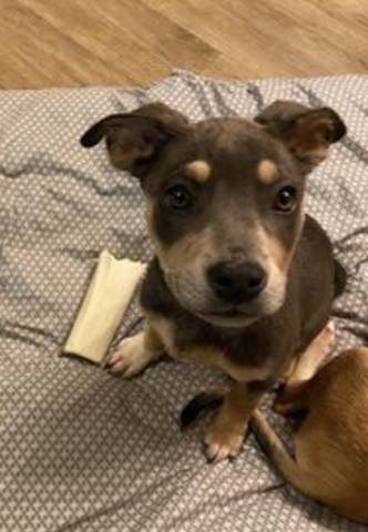 Georgia, adopted