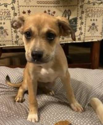 Frida, adopted