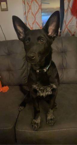 Zoey, adopted