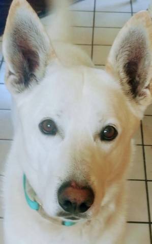 Pip, adopted
