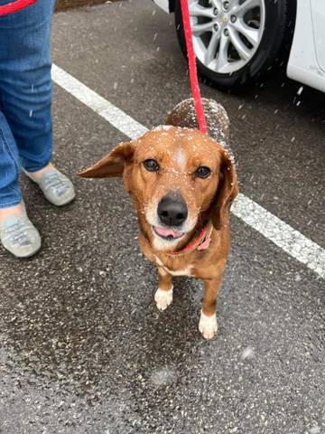 Maggie, adopted