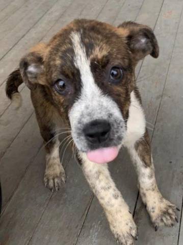Milly, adopted