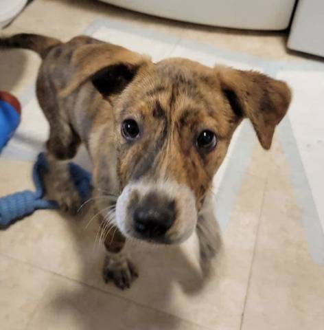 Minnie, adopted