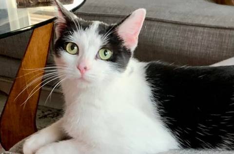 Violet, adopted