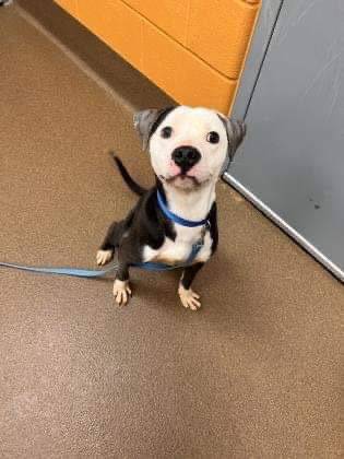 Hank, adopted