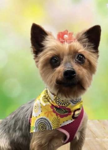 Izzy, adopted
