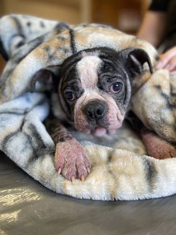 Louis, adopted