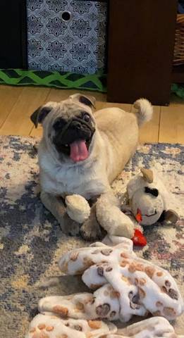 Bruno, adopted