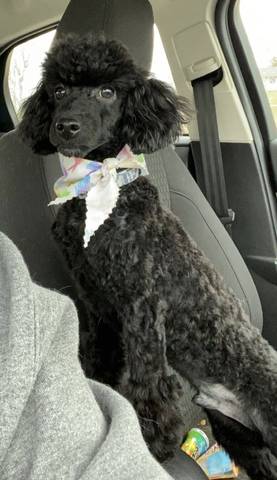Jet, adopted