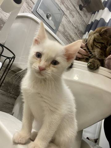 Starr, adopted