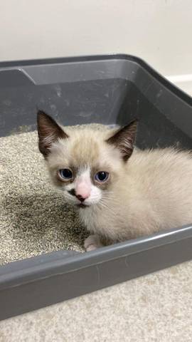 Lennon, adopted