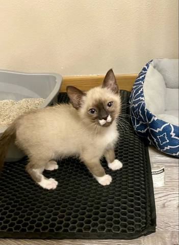 Harrison, adopted