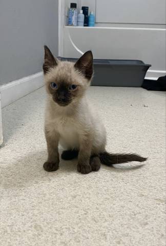 McCartney, adopted