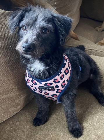 Collins, adopted