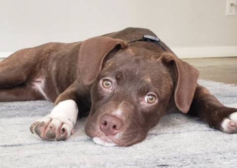 Jenabell, adopted
