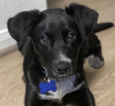 Duke, adopted