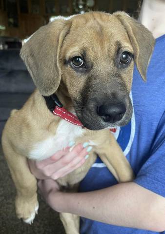 Teddy, adopted