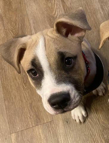 Jagger, adopted