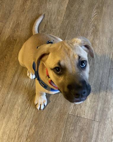 Weezer, adopted