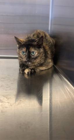 Echo, adopted