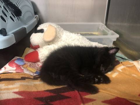 Crabigail, adopted