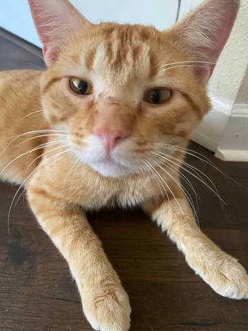 Milo, adopted