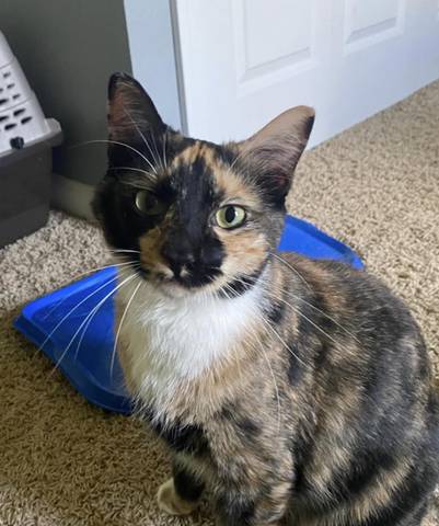 Pixie, adopted