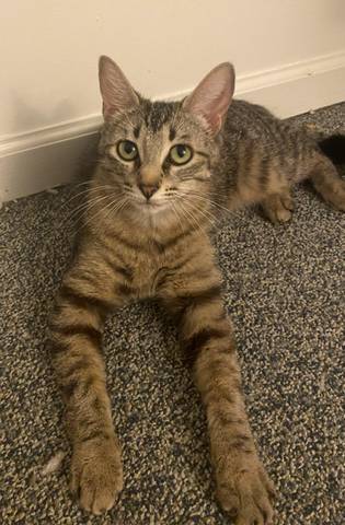 Rosie, adopted
