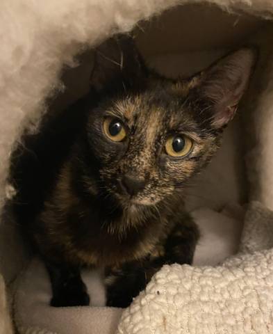 Lily, adopted