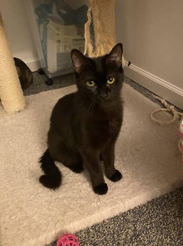Blossom, adopted