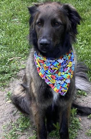 Bubba, adopted