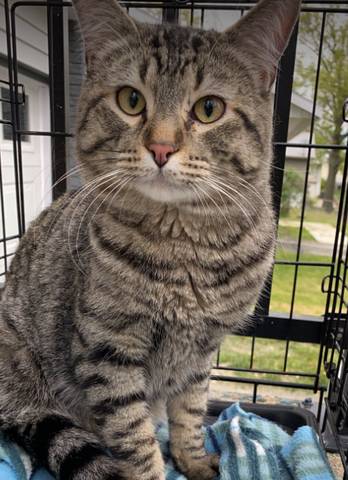 Roger, adopted