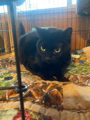 Freedome, adopted