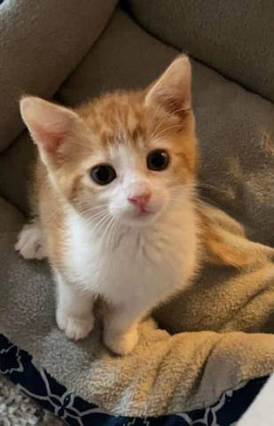 Mav, adopted