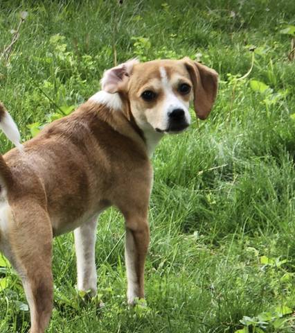 Bella, adopted