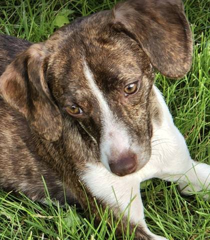 Lulu, adopted
