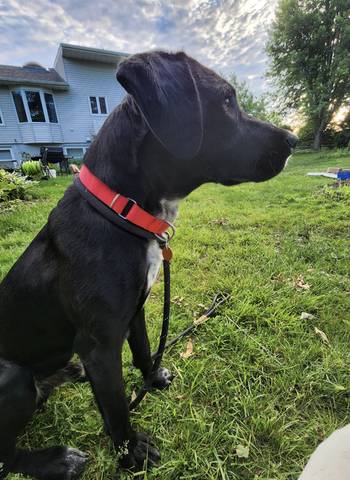 Alder, adopted