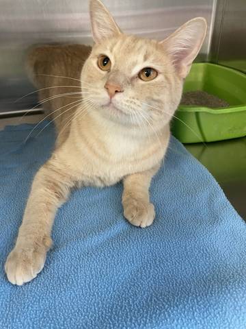 Binks, adopted