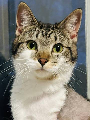 Gerry, adopted