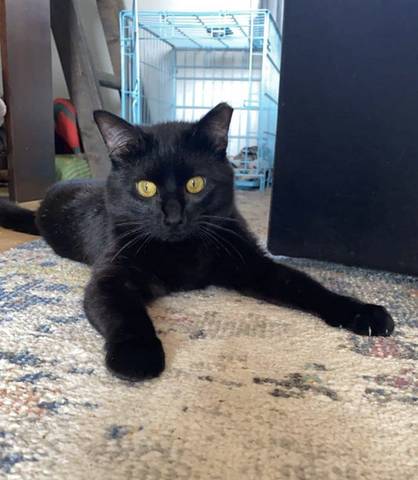 Jasper, adopted