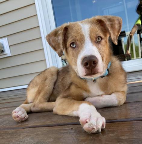 Copper, adopted