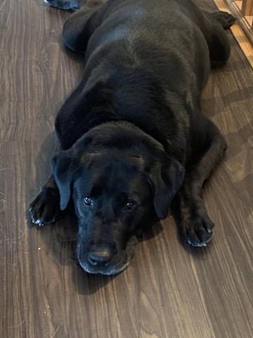 Bear, adopted
