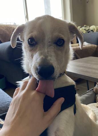 Judy, adopted
