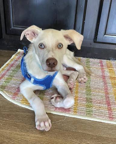 Norman, adopted