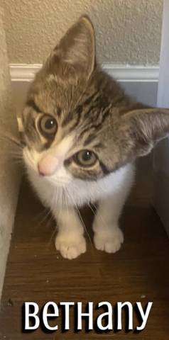 Bethany, adopted
