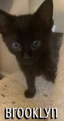 Brooklyn, adopted